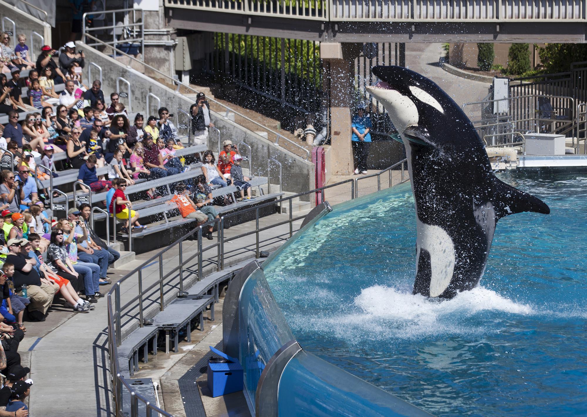 A killer whale at SeaWorld in San Diego before live performances were phased out