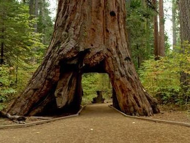 With names carved more than a century ago still prominent on its great trunk, the gargantuan tree fell to the ground after being pummelled by a particularly vicious winter storm