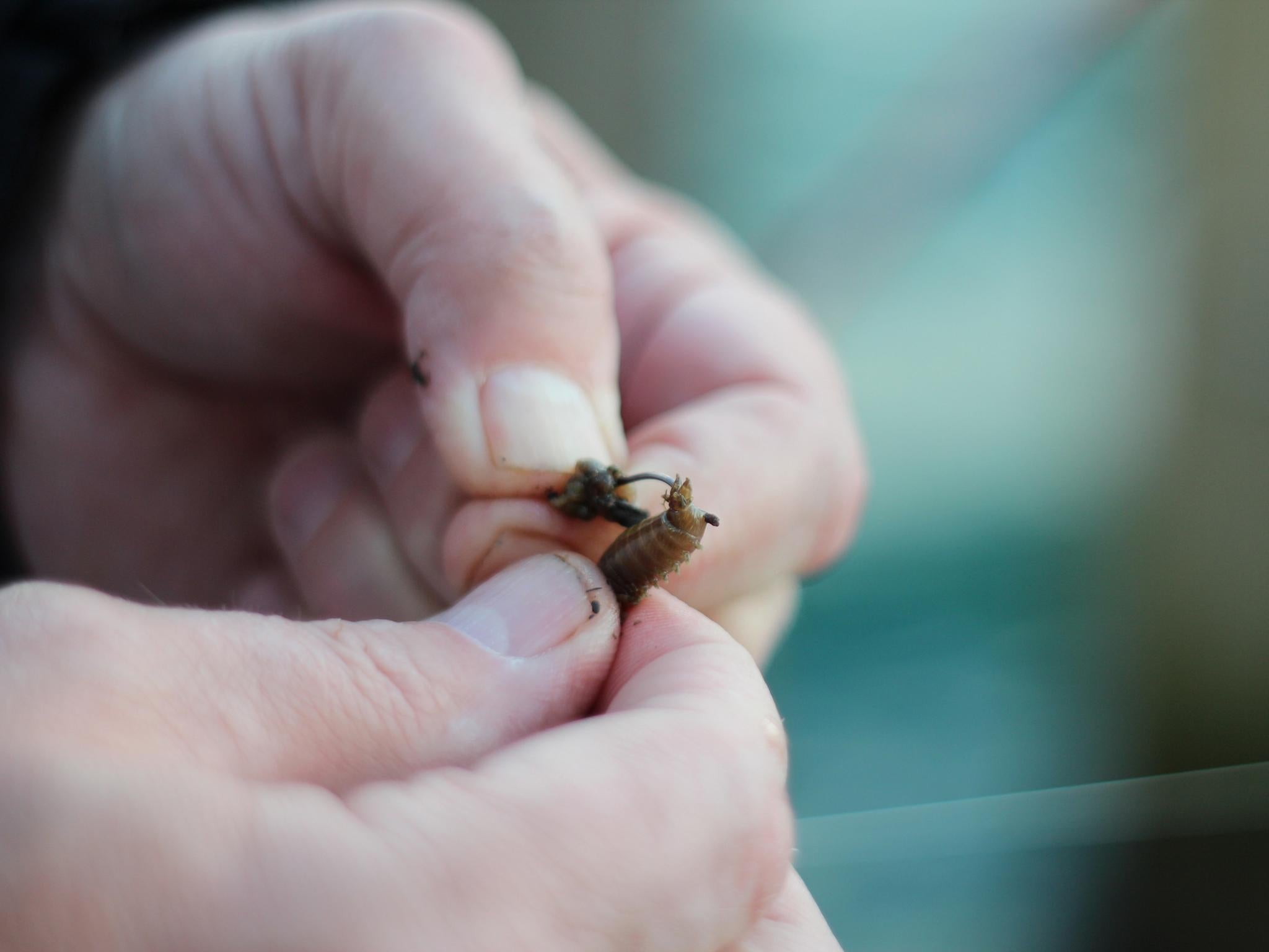 Fishing worms beached along the British coast are untapped bait for sustainable enterprise