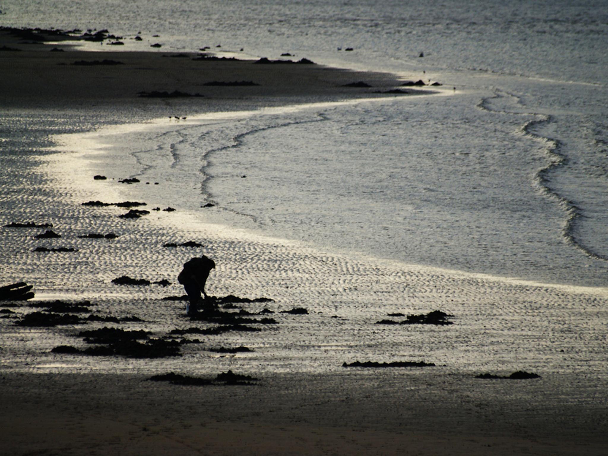 One person digging for three hours can pick up more than a kilo of bait