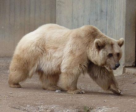 A Syrian brown bear in Heidelberg Zoo, Germany