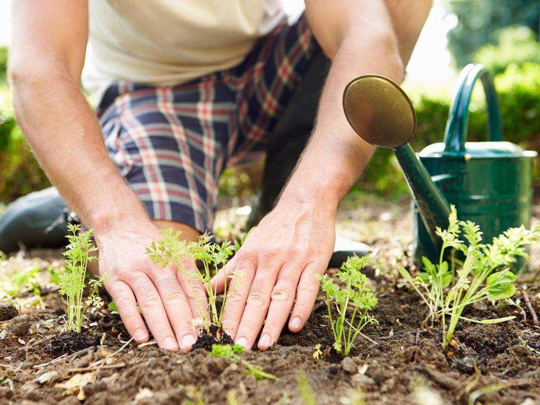 You can grow anything from lettuce and beets to aubergine and okra