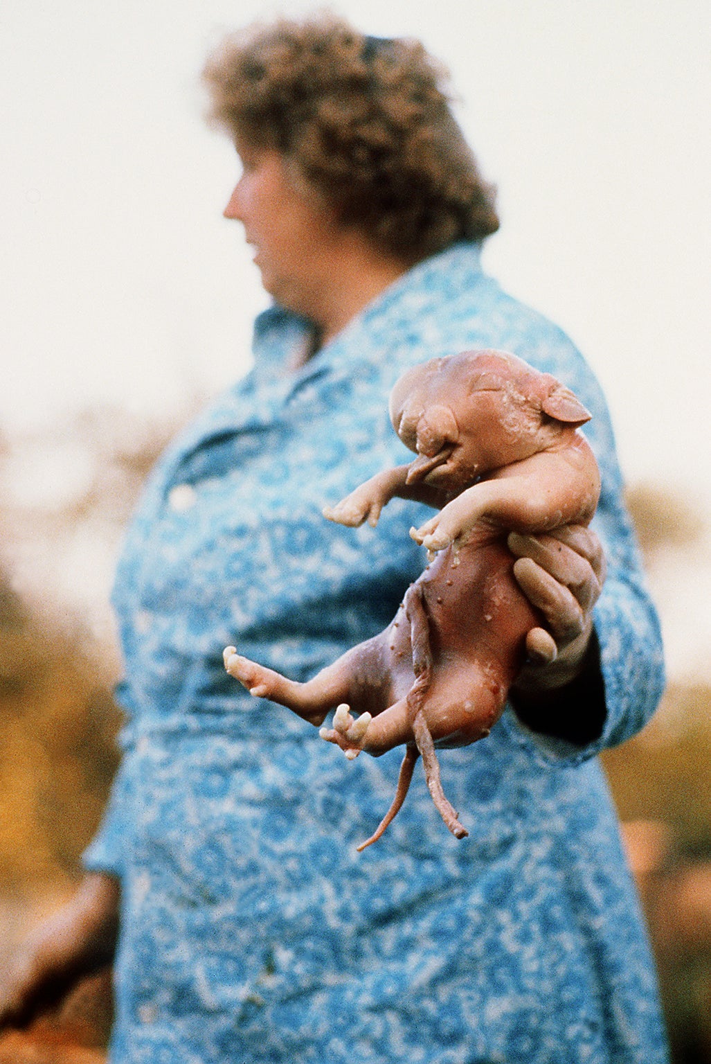 A woman holds a disfigured piglet hit by fallout in the 1980s – the Belarus government is keen to complete a £9bn nuclear power plant