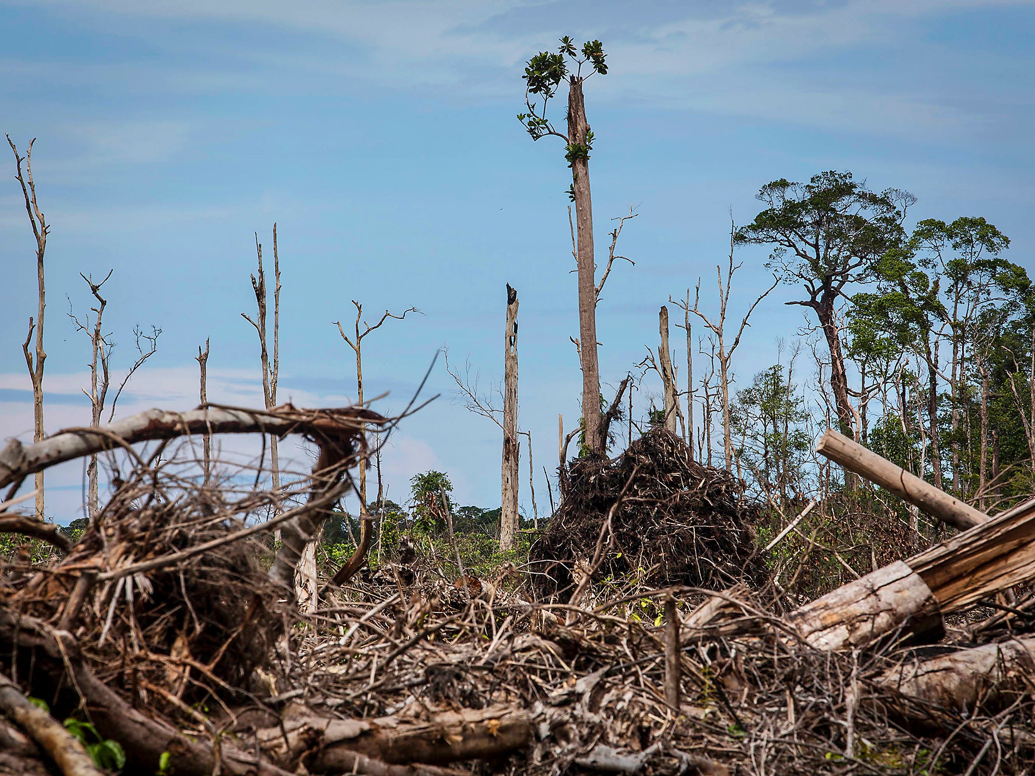 A view of recently land clearing for palm oil plantation of the peatland forest inside Singkil peat swamp Leuser ecosystem, habitat of Sumatran orangutan (Pongo abelii) in Indonesia