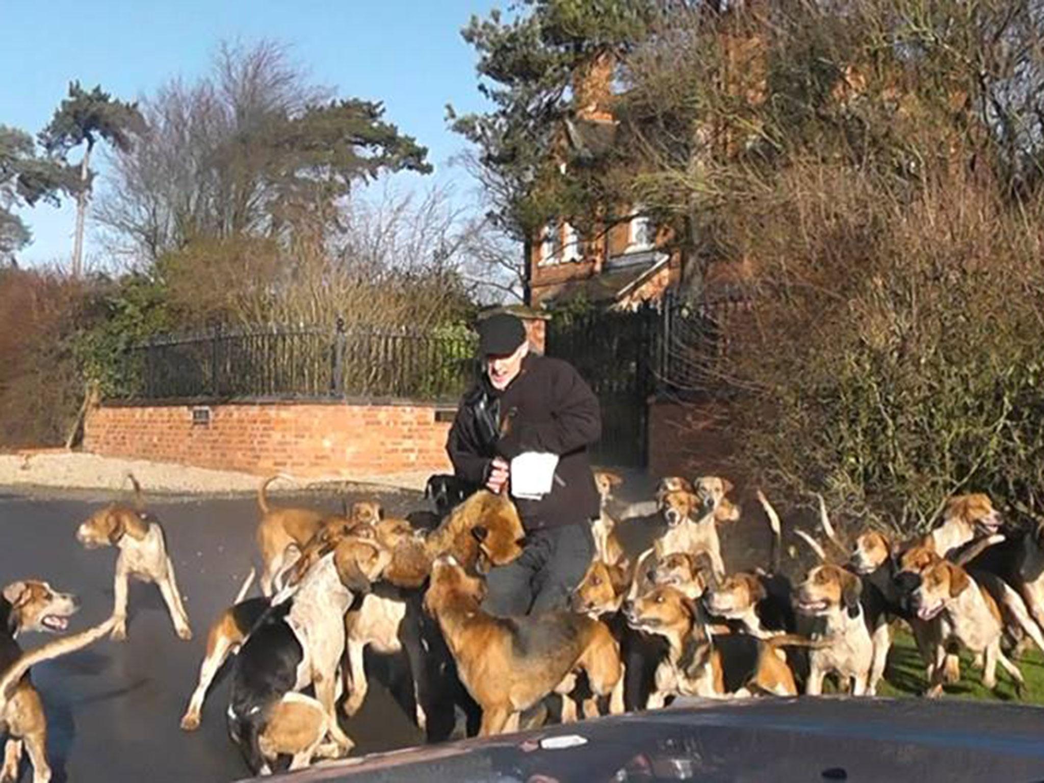 A member of the team attempts to pull the fox away from the dogs