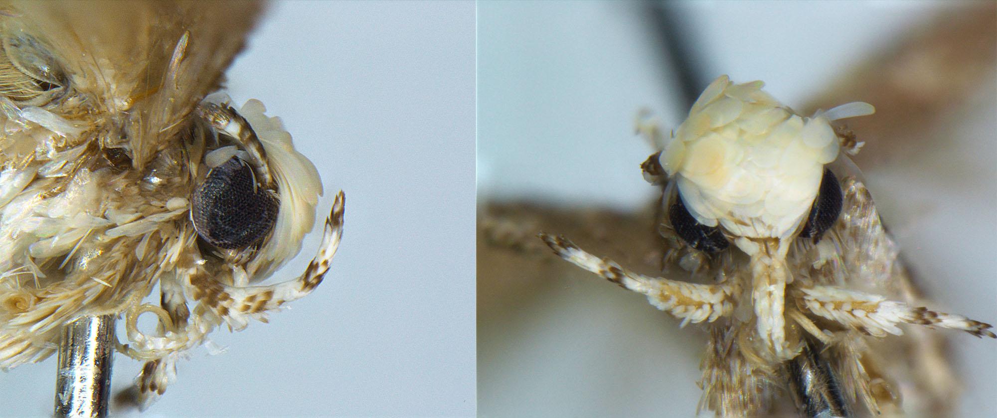 The scales on the head of this newly discovered moth made the researcher who found it think of Donald Trump's hairstyle