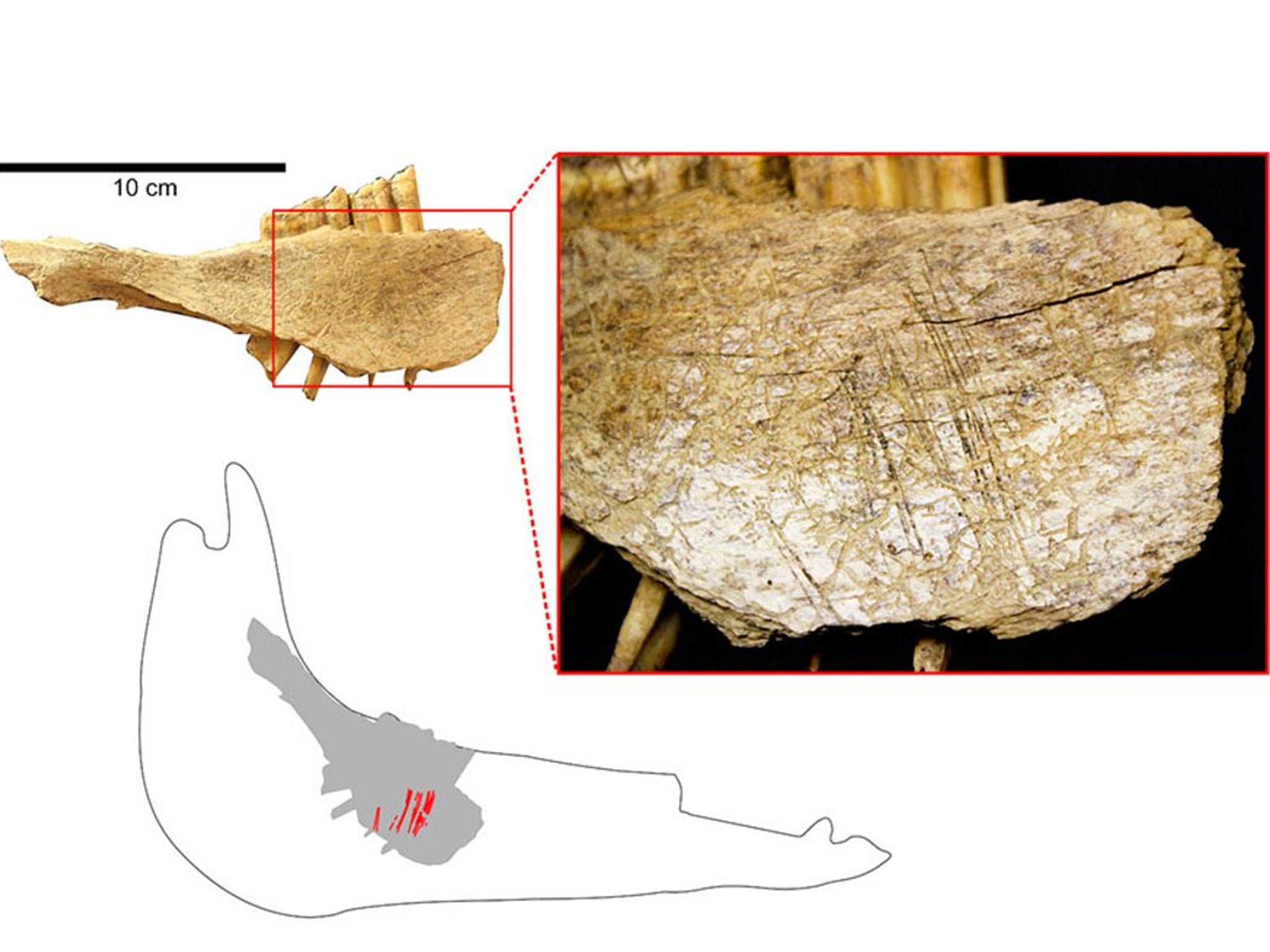 Human marks found on a horse's jawbone proven there were people living in North America up to 24,000 years ago, scientists said