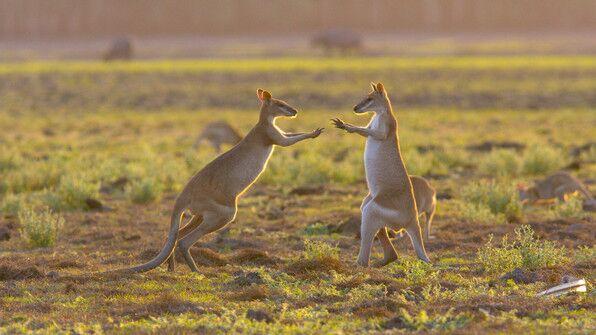 &#13;
The neighbours can be feisty&#13;