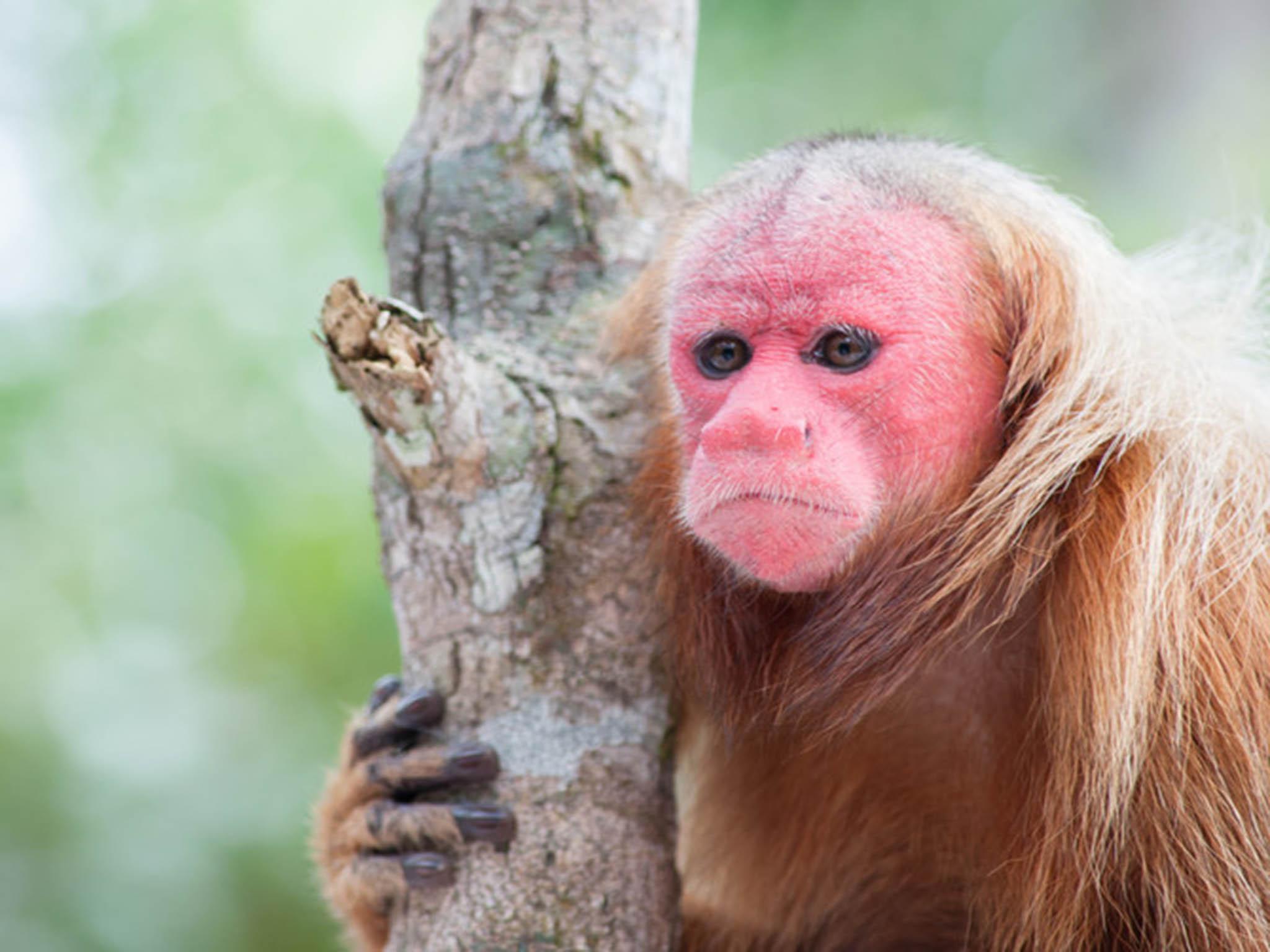 &#13;
Who’s afraid of the big bald uakari? &#13;