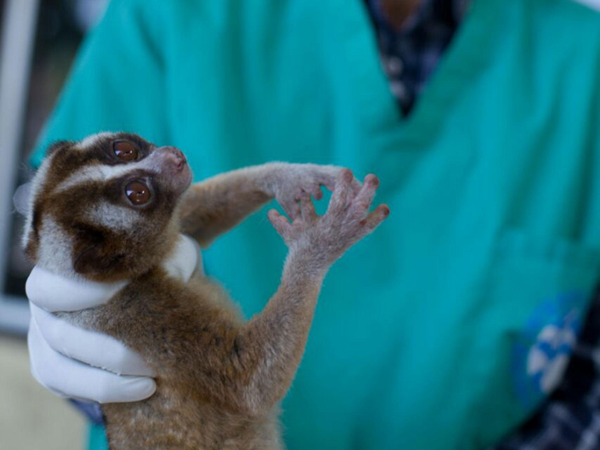 Many of the animals were dehydrated, with some sustaining eye infections