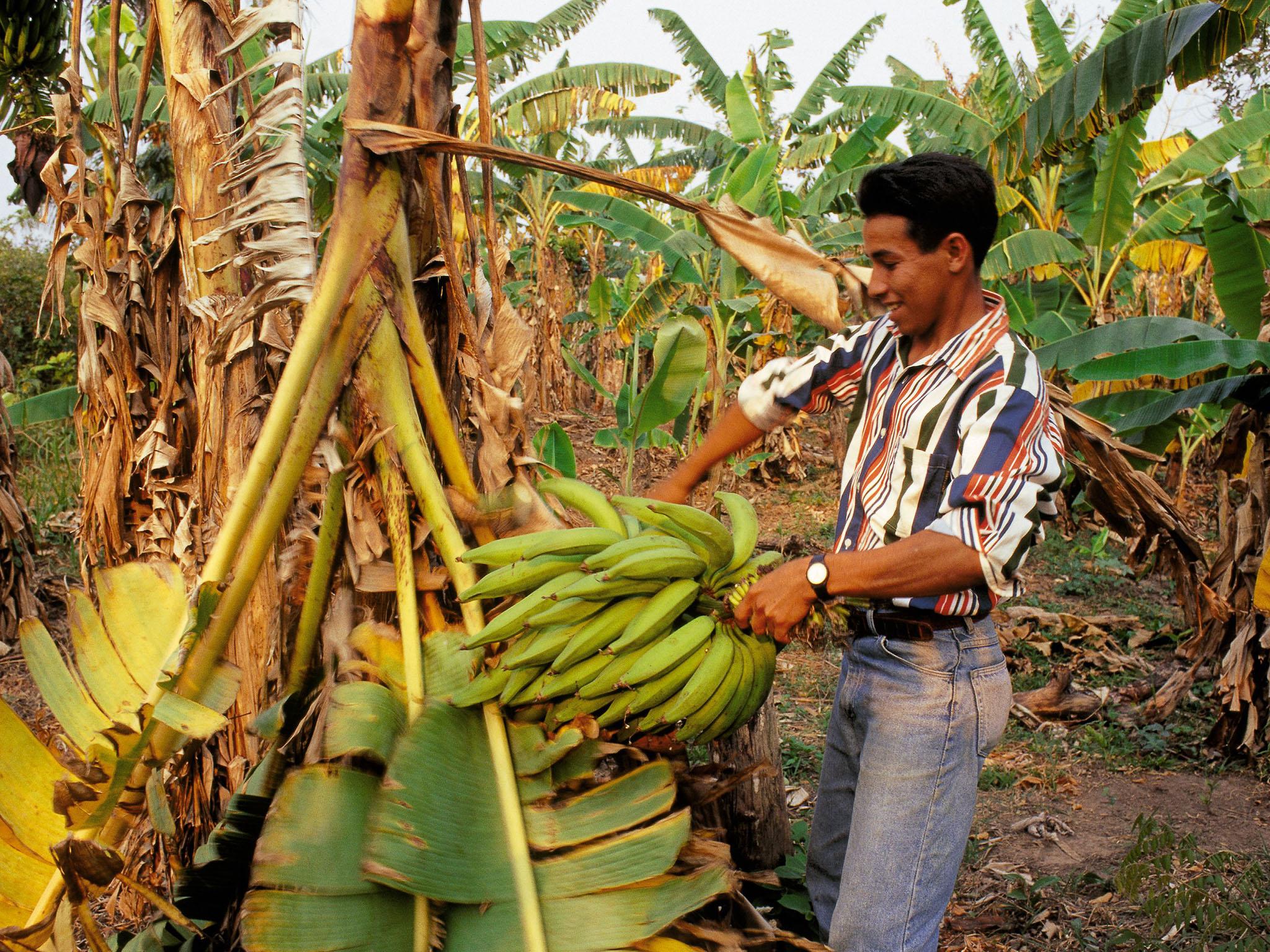 A fairtrade banana farm in the Antilles