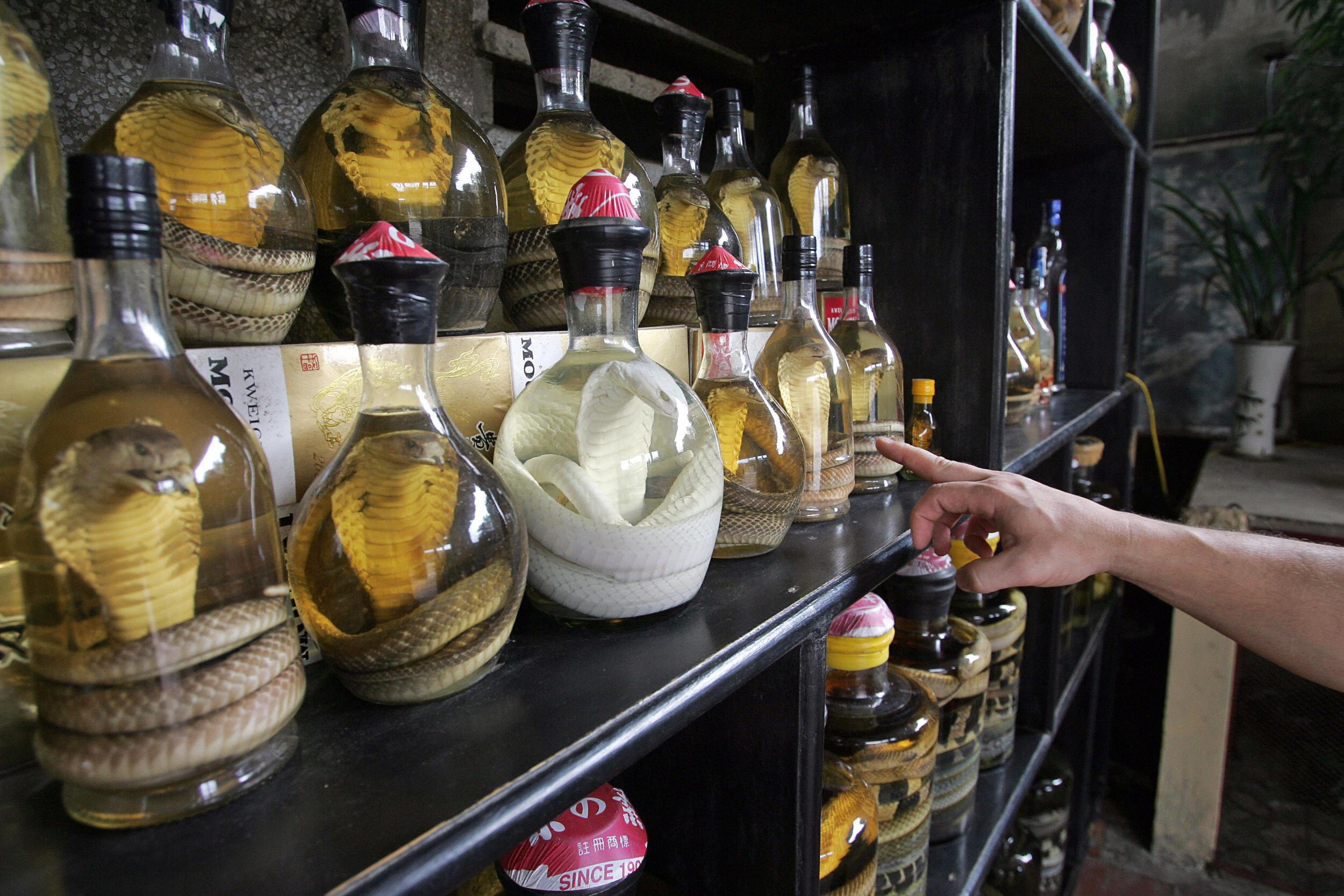 Snake wine - a local tipple in Hanoi