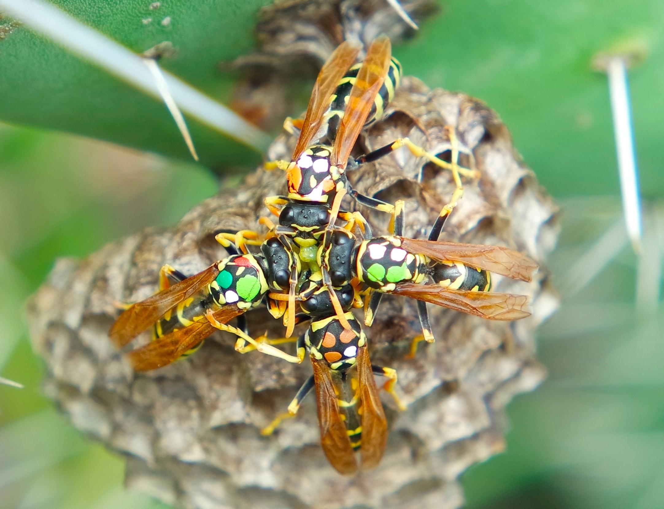 Helper wasps hold a strike meeting