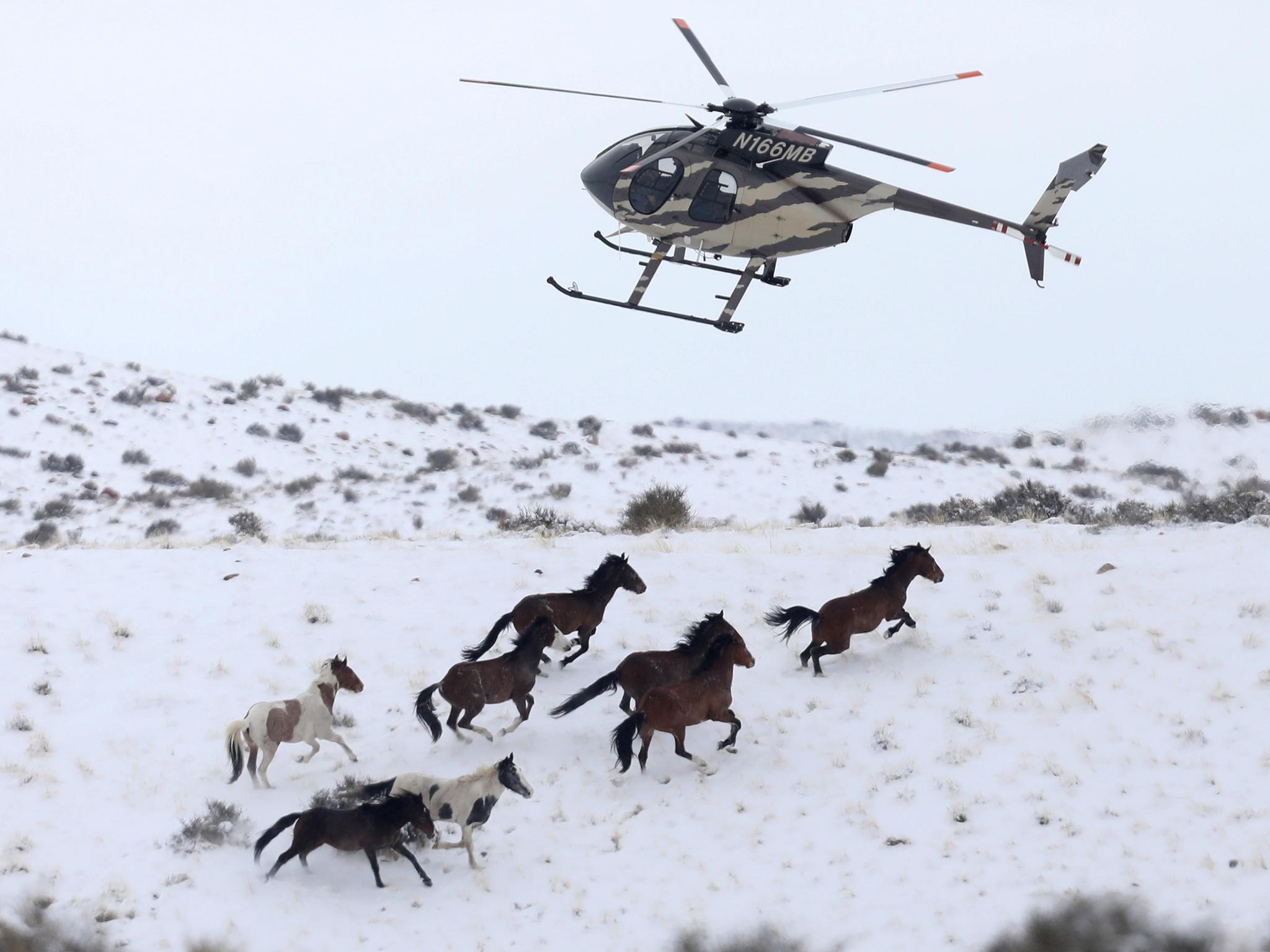 Wild horses are herded into corrals by a helicopter during a Bureau of Land Management round-up outside Milford, Utah