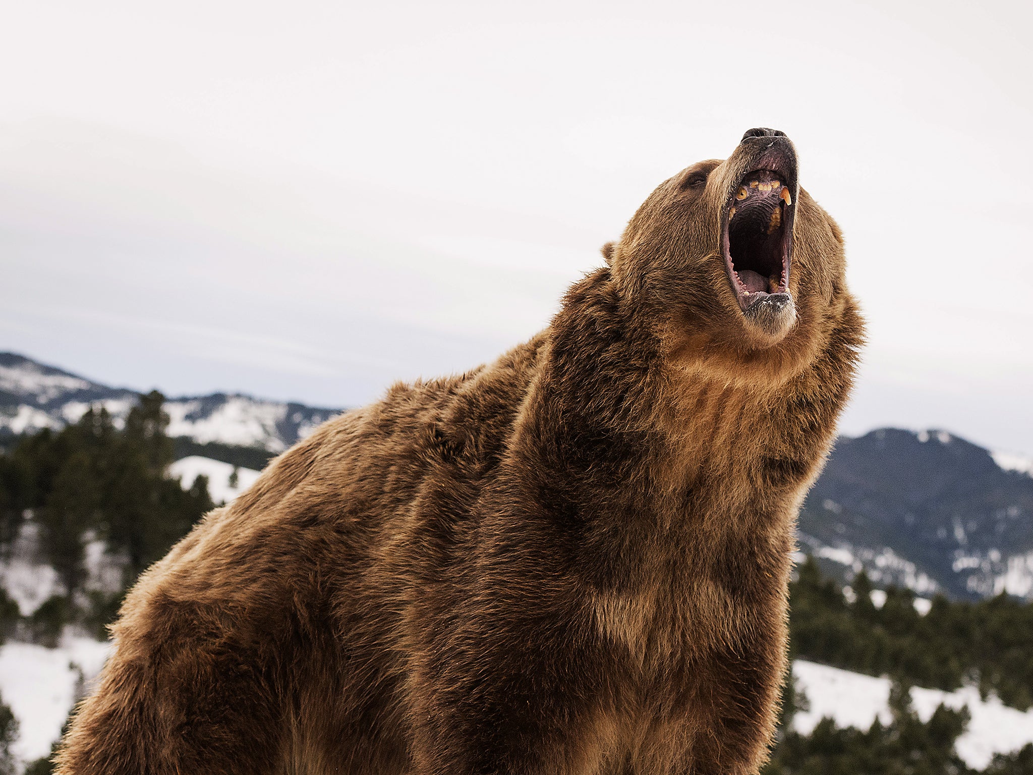 Fussell hunts bears in the woods of Montana