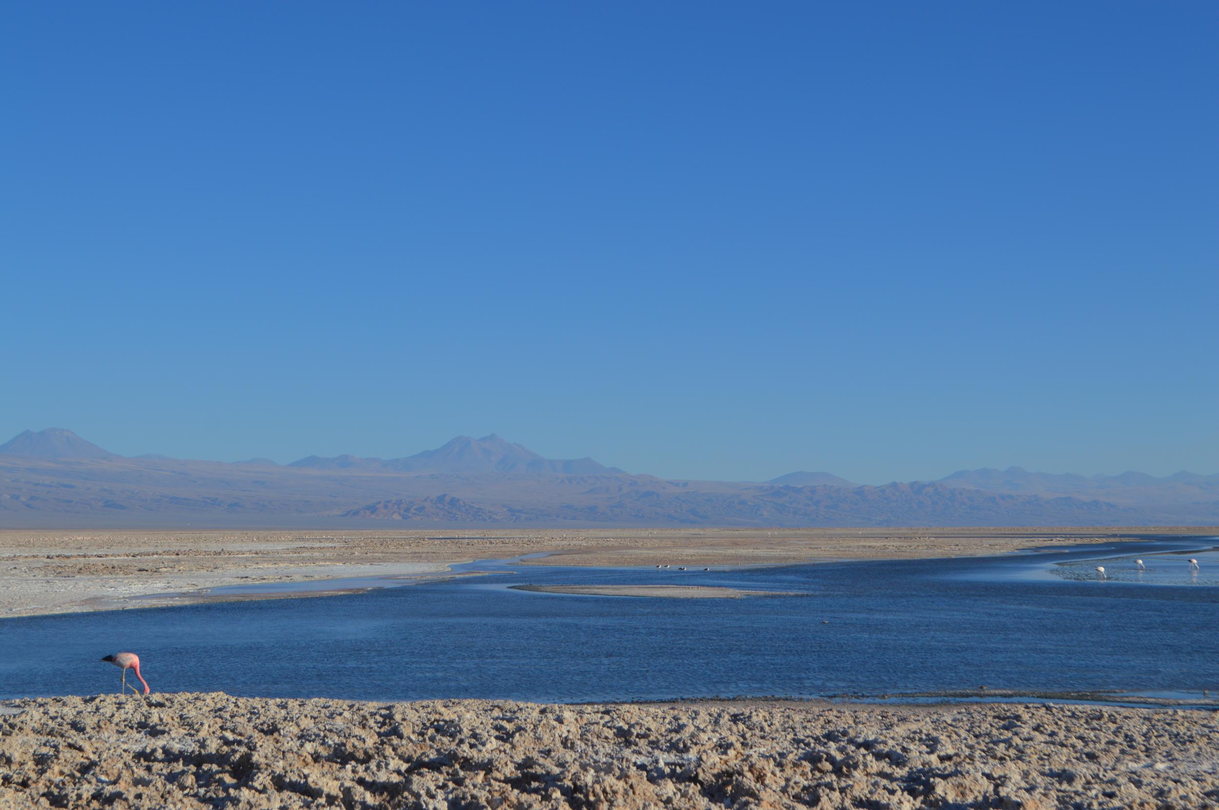 A flamingo nibbles shrimp at the Atacama Salt Flat