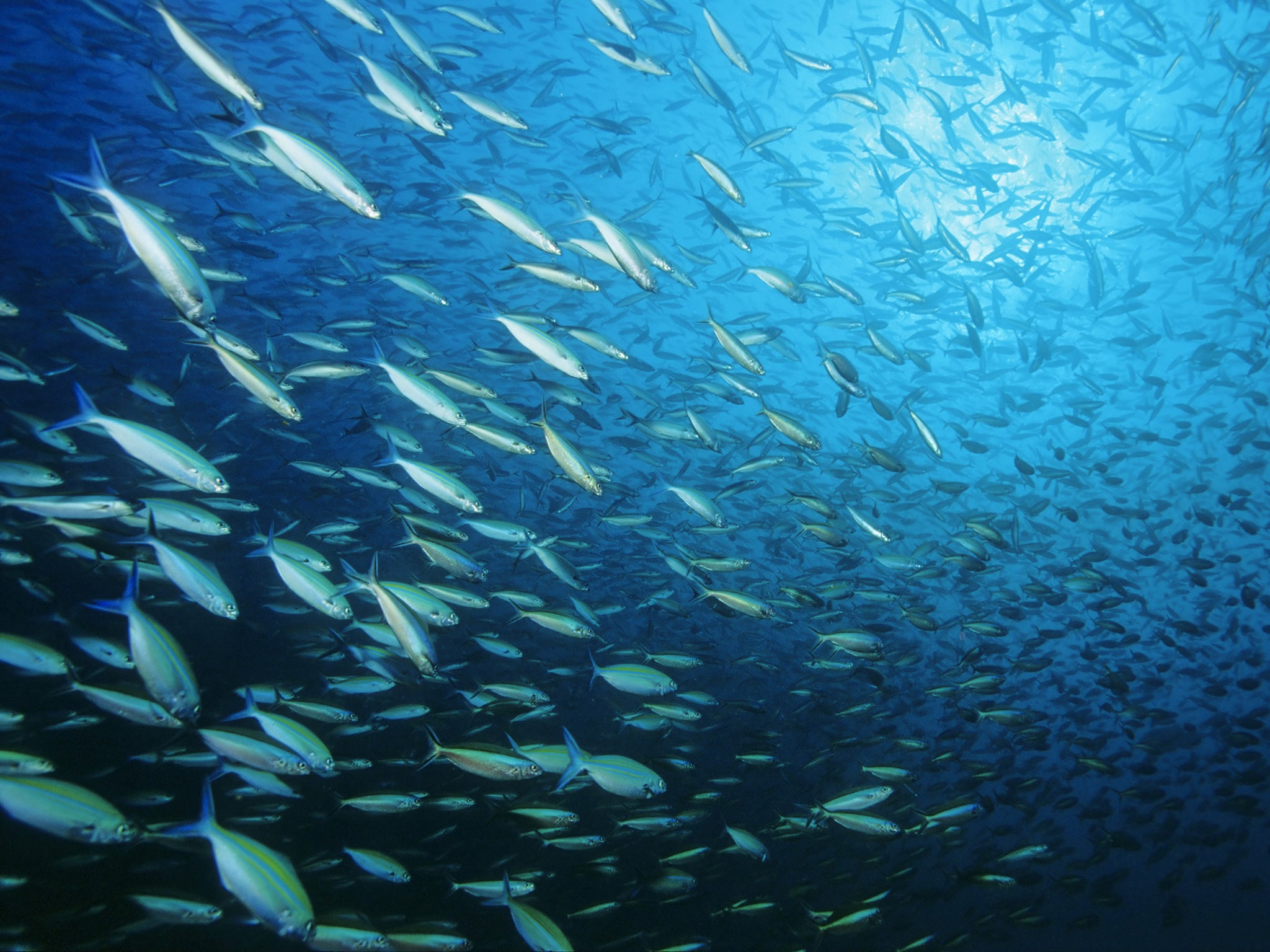 A school of multicolour fuslier (caesio lineata) feeding on blue water zooplankton in the Indian Ocean