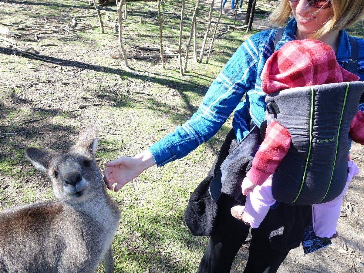 Meeting kangaroos and wallabees in Australia