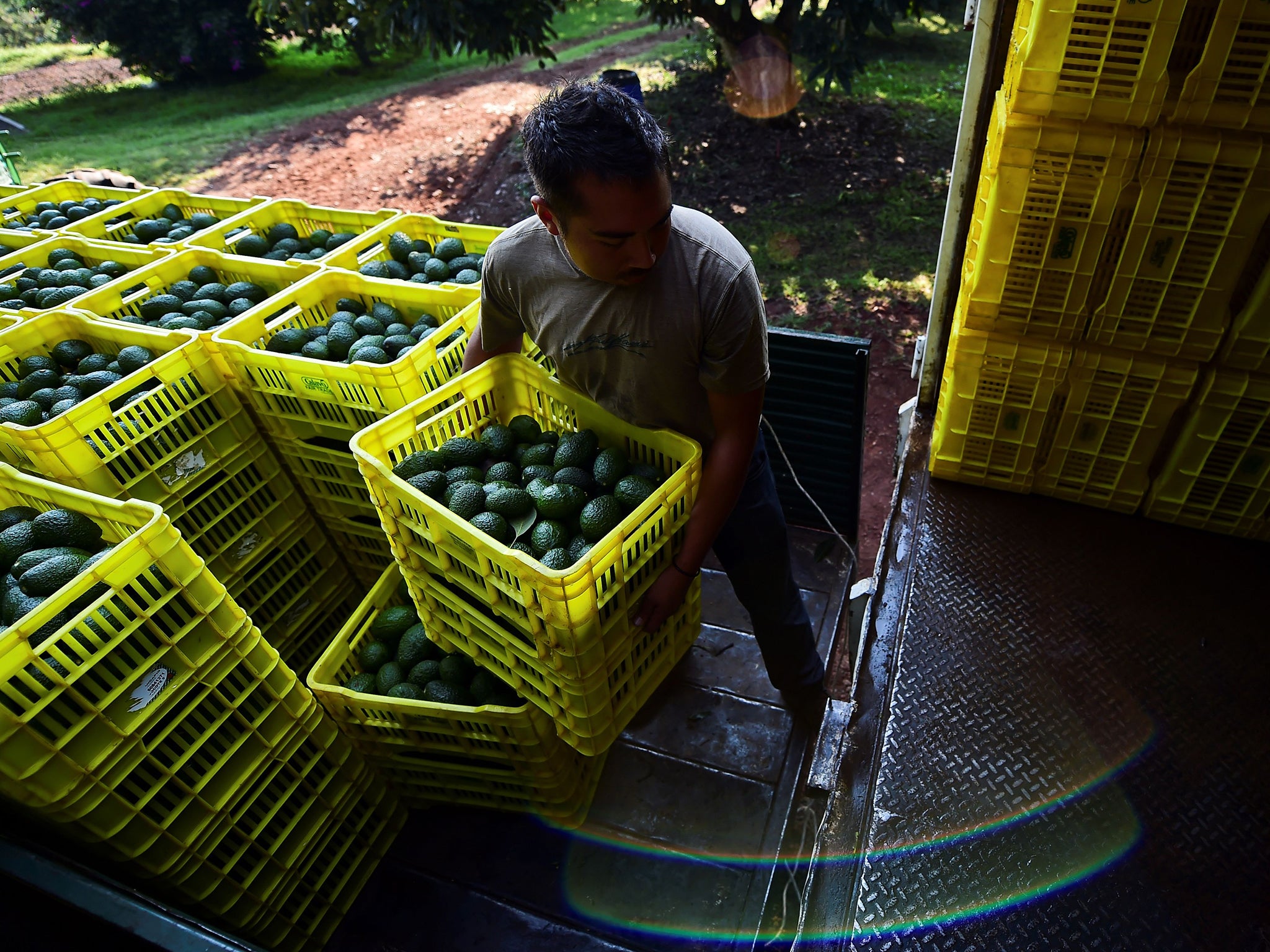 An avocado market in Michoacan state in Mexico