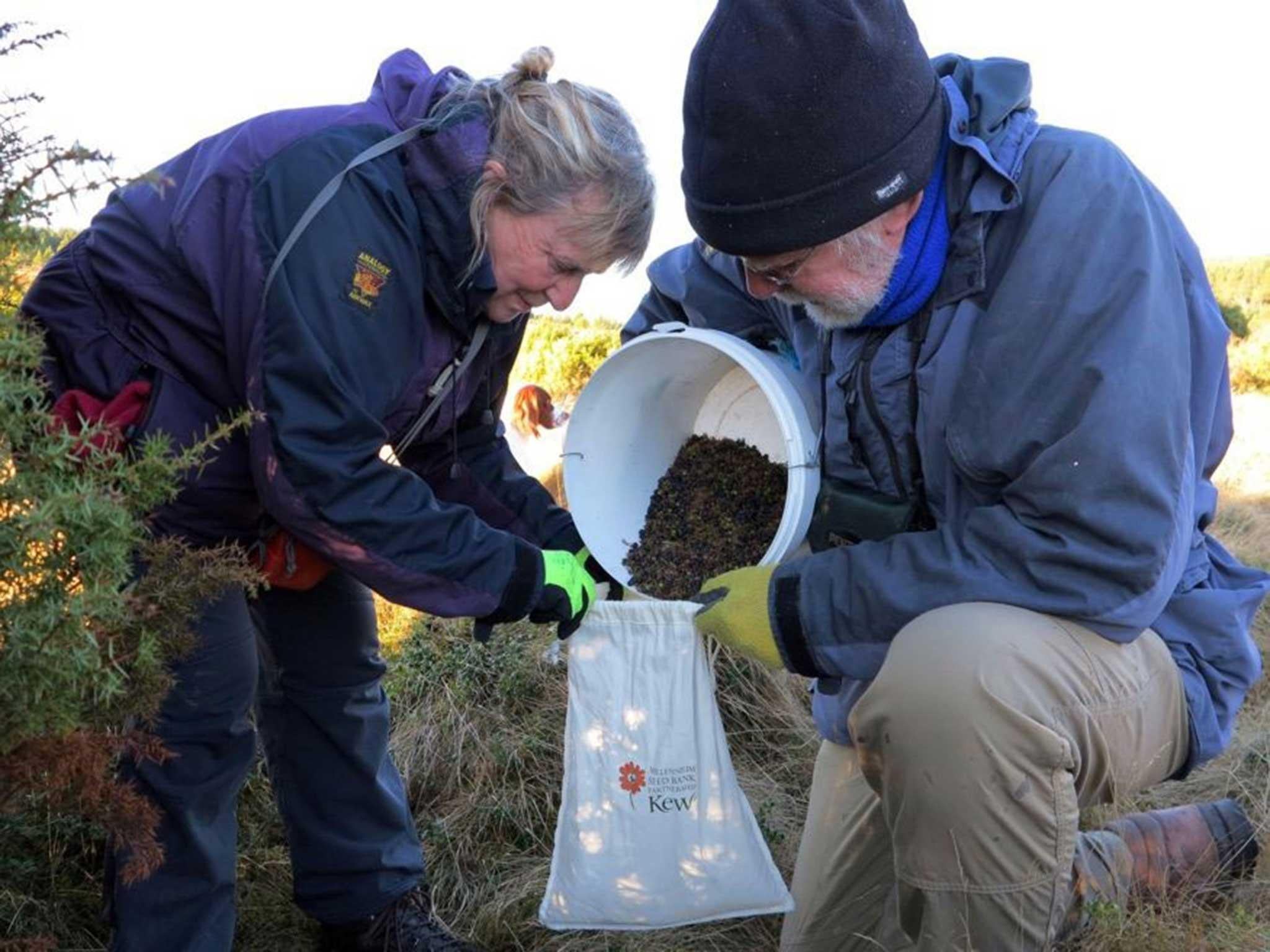 Royal Botanic Gardens staff collect juniper seeds at RSPB Abernethy Reserve, Scotland