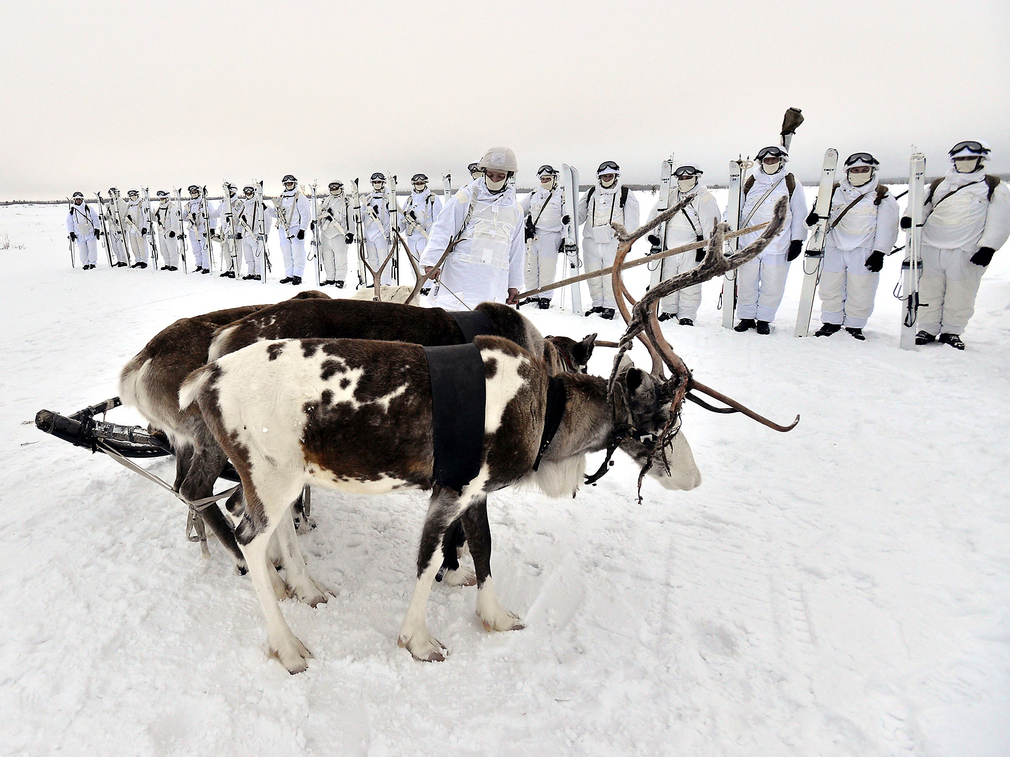 Russian servicemen of the Northern Fleet's Arctic mechanised infantry brigade participate in a military drill on riding reindeer and dog sleds near the settlement of Lovozero outside Murmansk, Russia