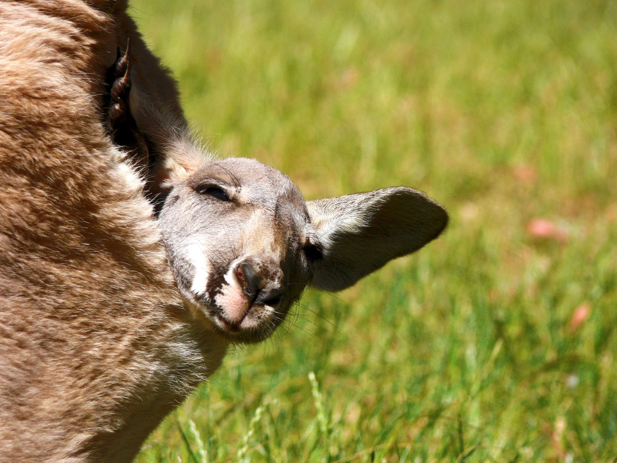 Kangaroo mother care: the marsupials have got it right