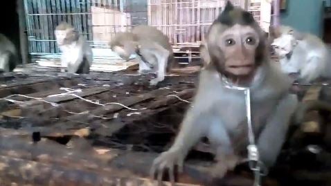 Young macaque chained to a cage