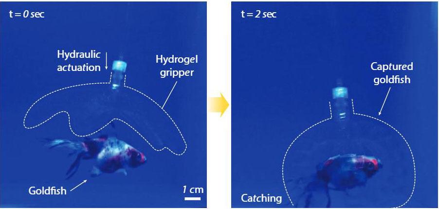 A nearly invisible gel robot approaches then grabs a fish