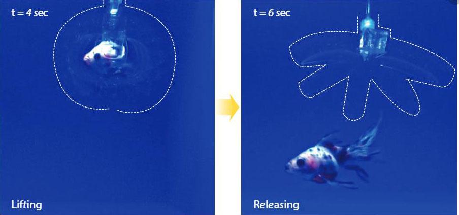 The robot, whose outline has been highlighted, grasps the fish gently, then releases it unharmed