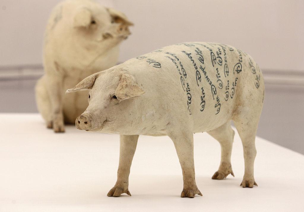 A previous Delvoye exhibition involved seven stuffed and tattooed pigs (Photo: Getty)