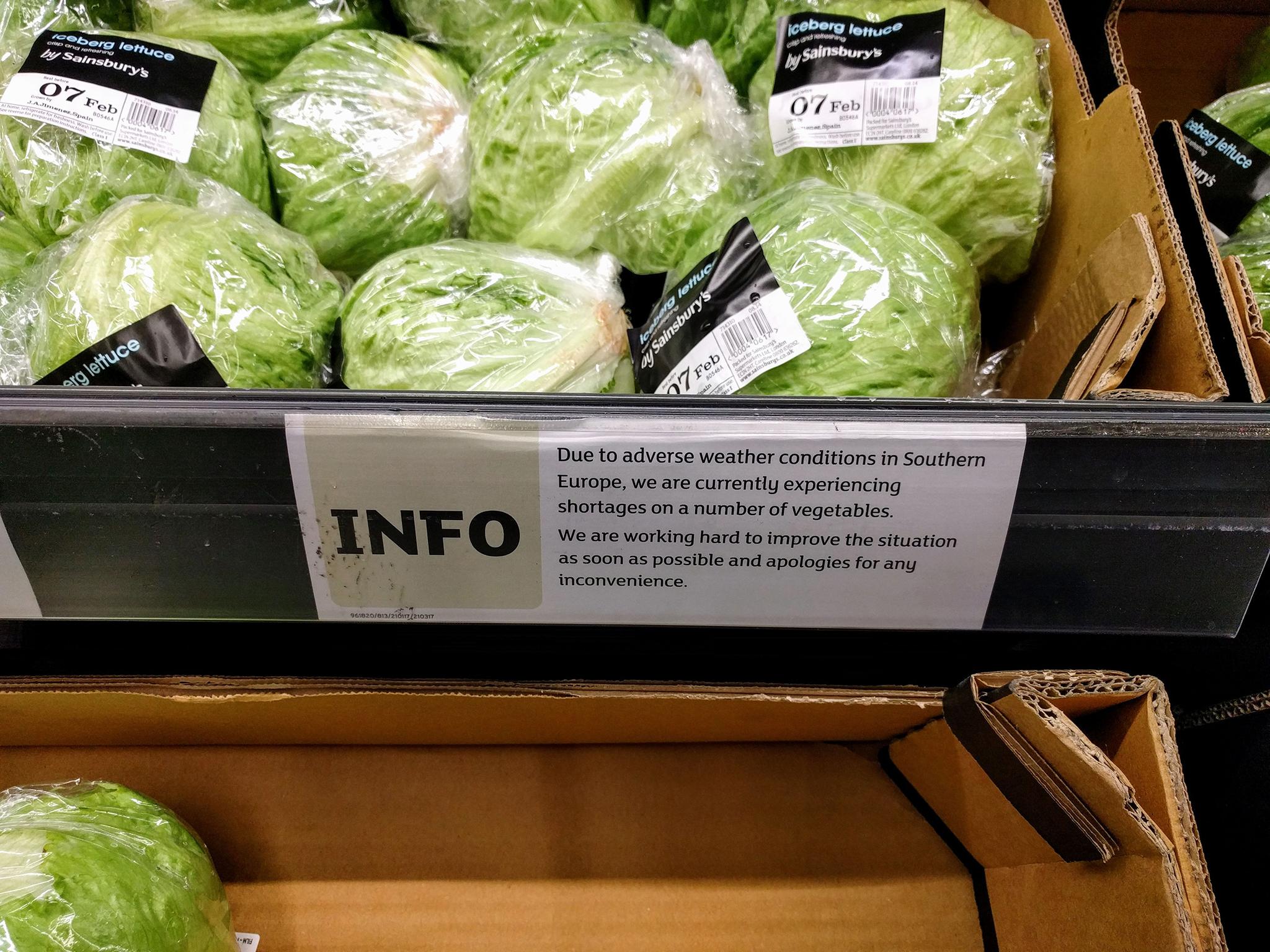 Lettuces on the shelves at Sainsbury's at Castle Boulevard, Nottingham as as lettuce became the latest staple to fall victim to the European vegetable shortage "crisis"