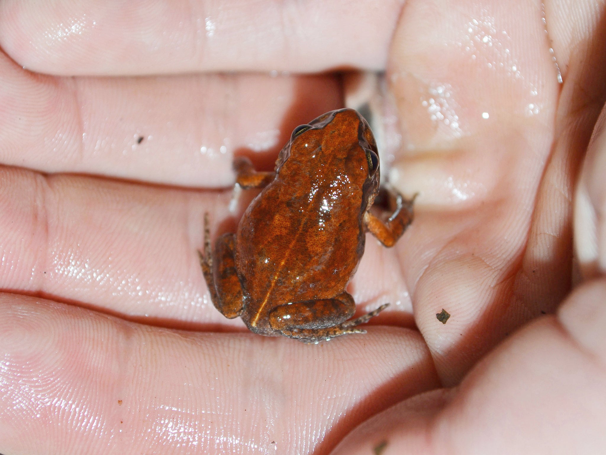 Arthroleptis troglodytes - Cave Squeaker