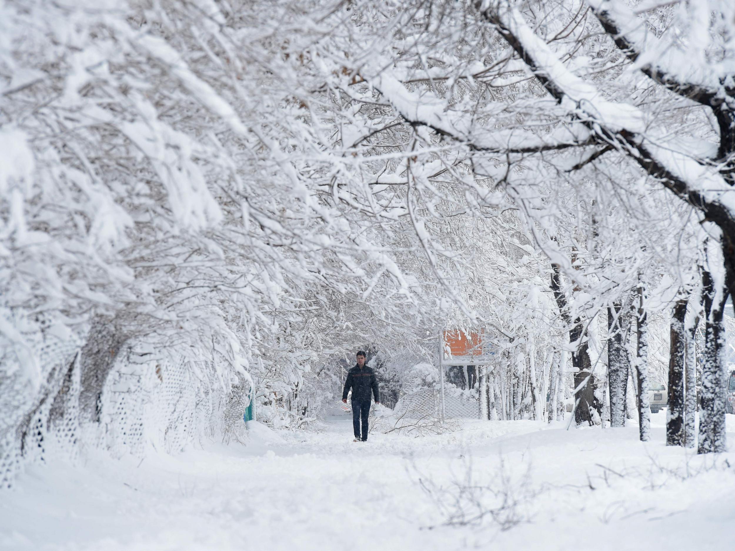 An Afghan man walks along a path under snow-laden trees in Kabul