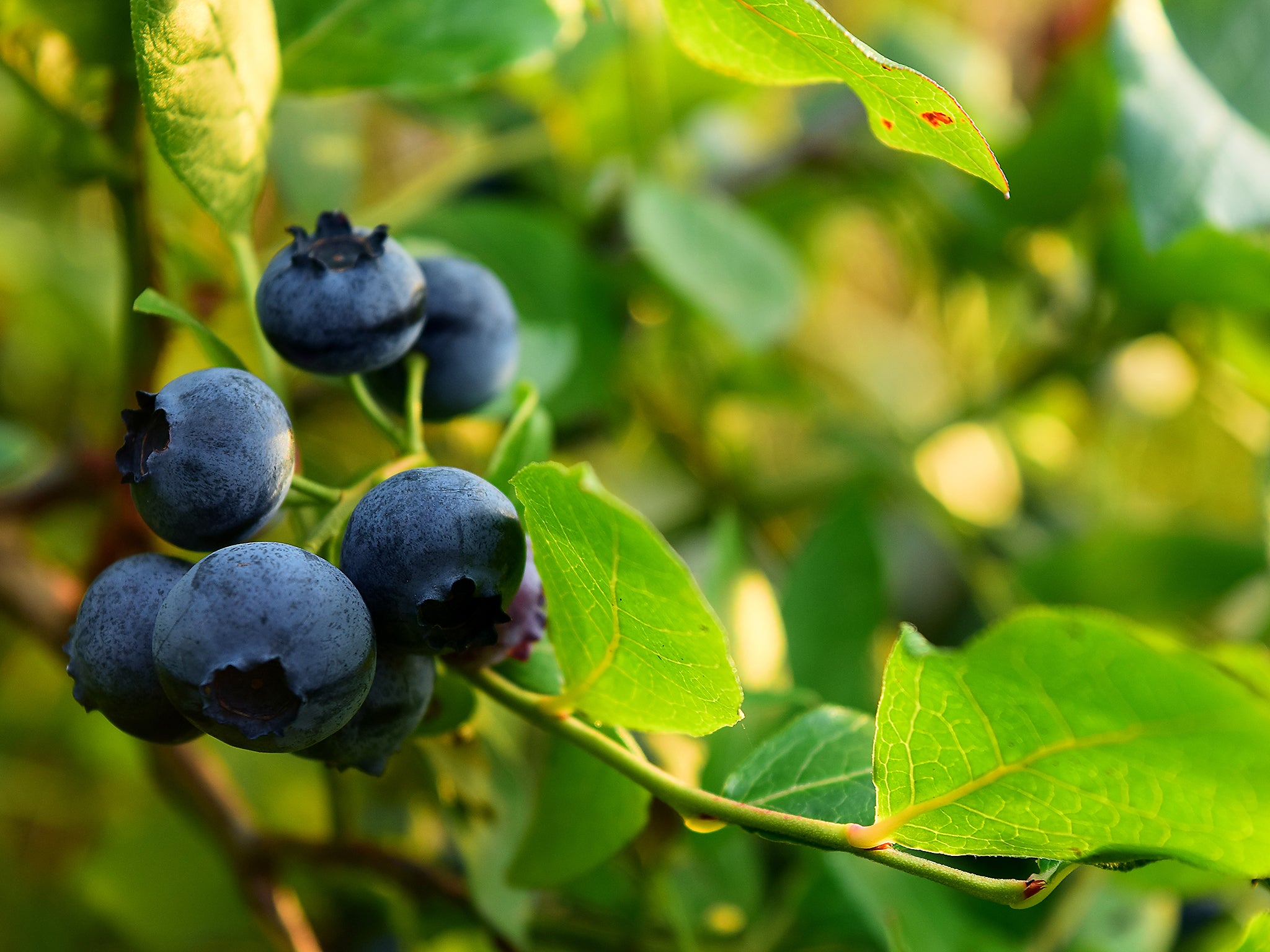 Norwegians collect blueberries straight from the bush