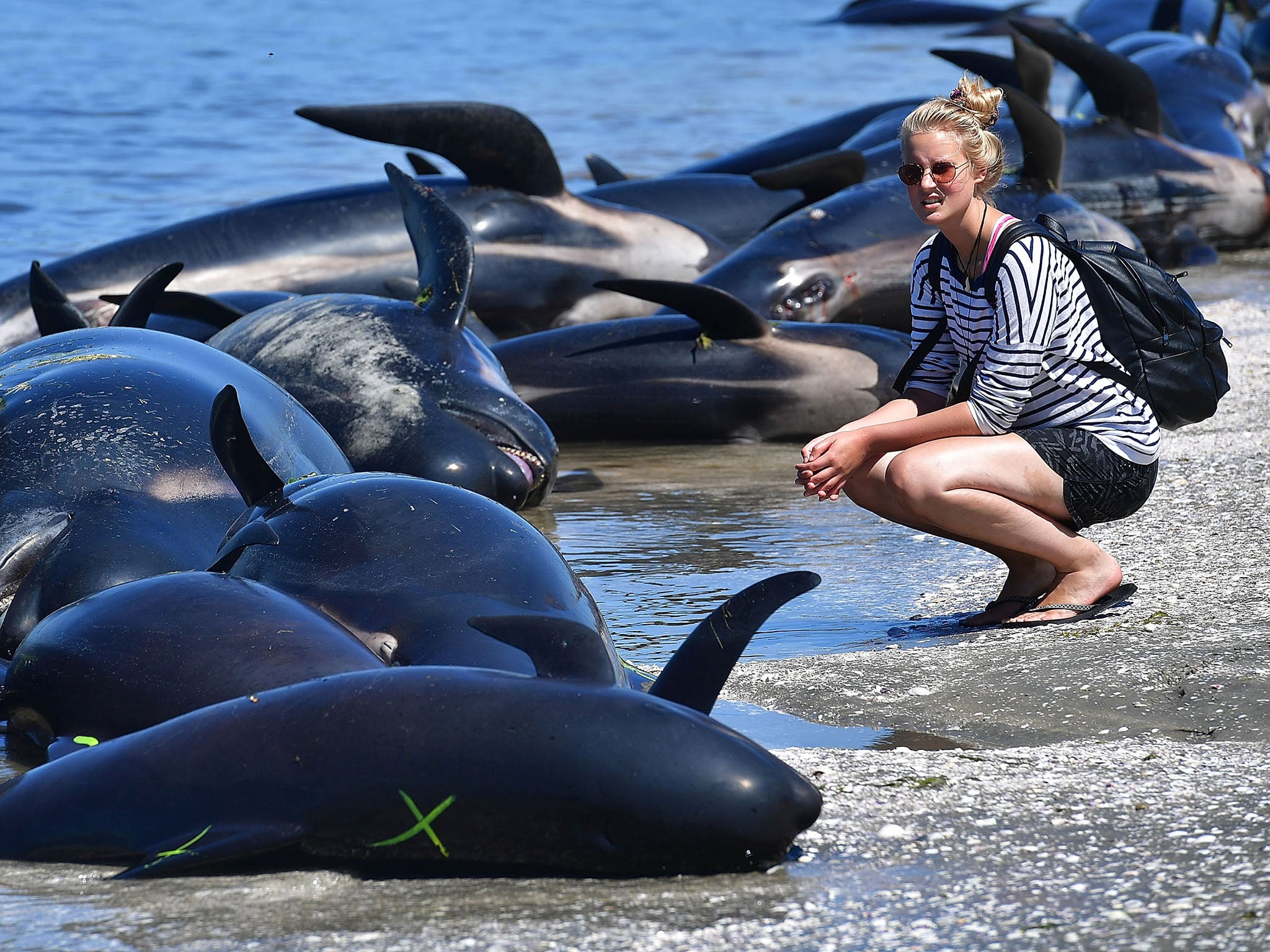 A member of the public looks at the dead Pilot whales during a mass stranding at Farewell Spit on February 11, 2017.