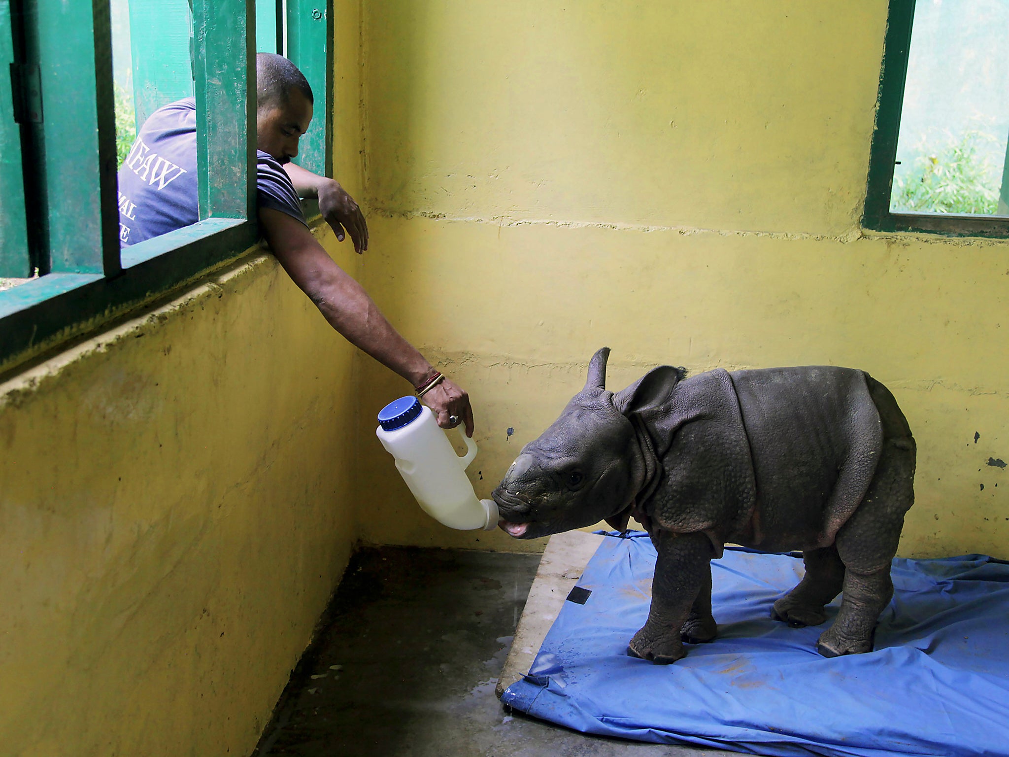 A rescued three-month-old male rhino calf found in a flood-affected area is fed at an animal nursery (Getty)