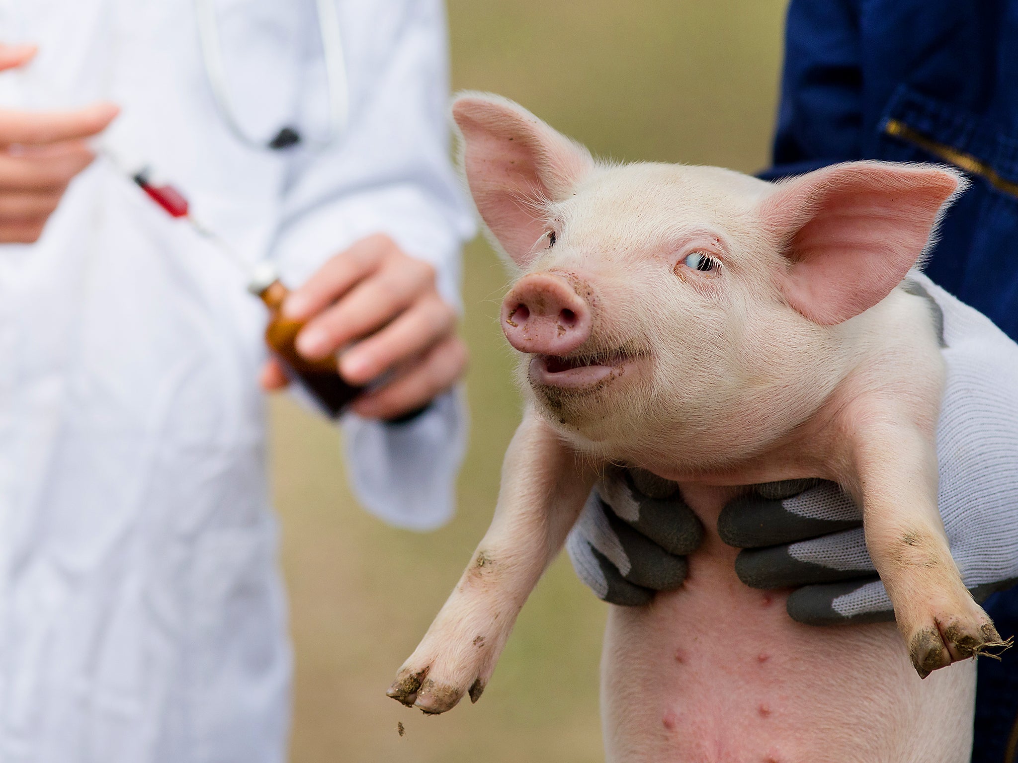 Will growing a human heart or human neurons in a pig mean that it might have been a person?