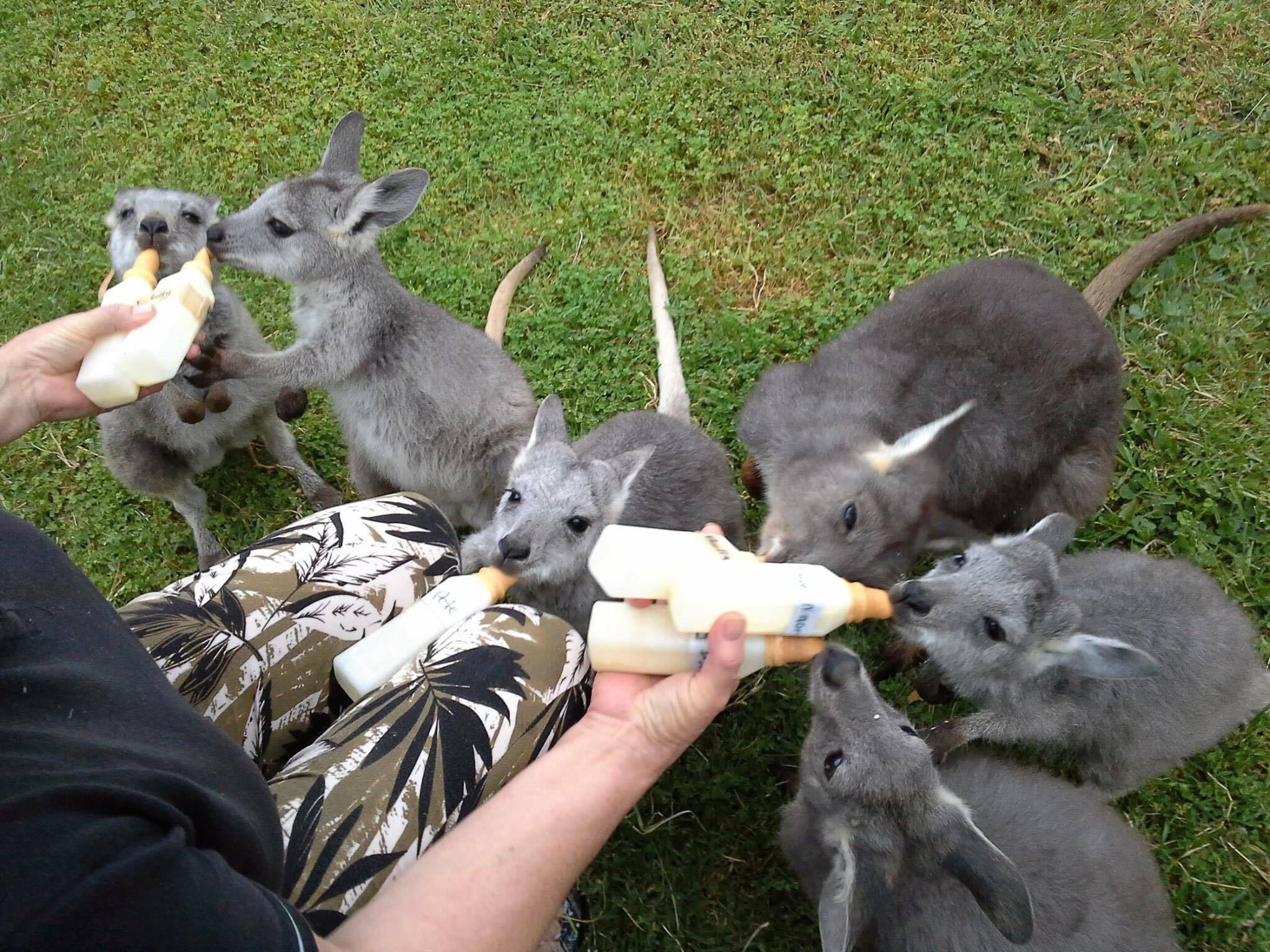 Joeys being fed after being rescued from their dead mothers’ pouches