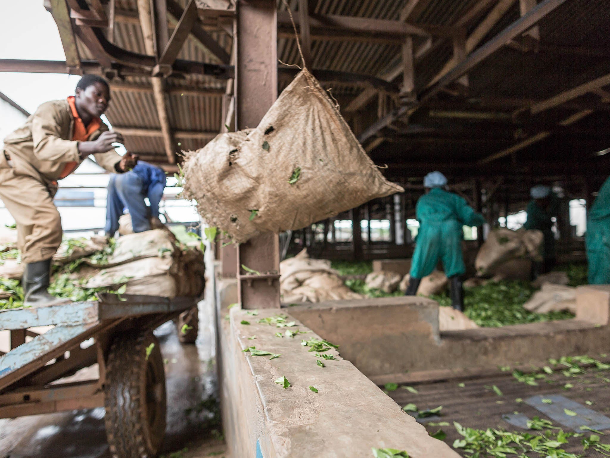 Tea leaves are withered - or dried - as part of the process which turns them into the black tea found in teabags