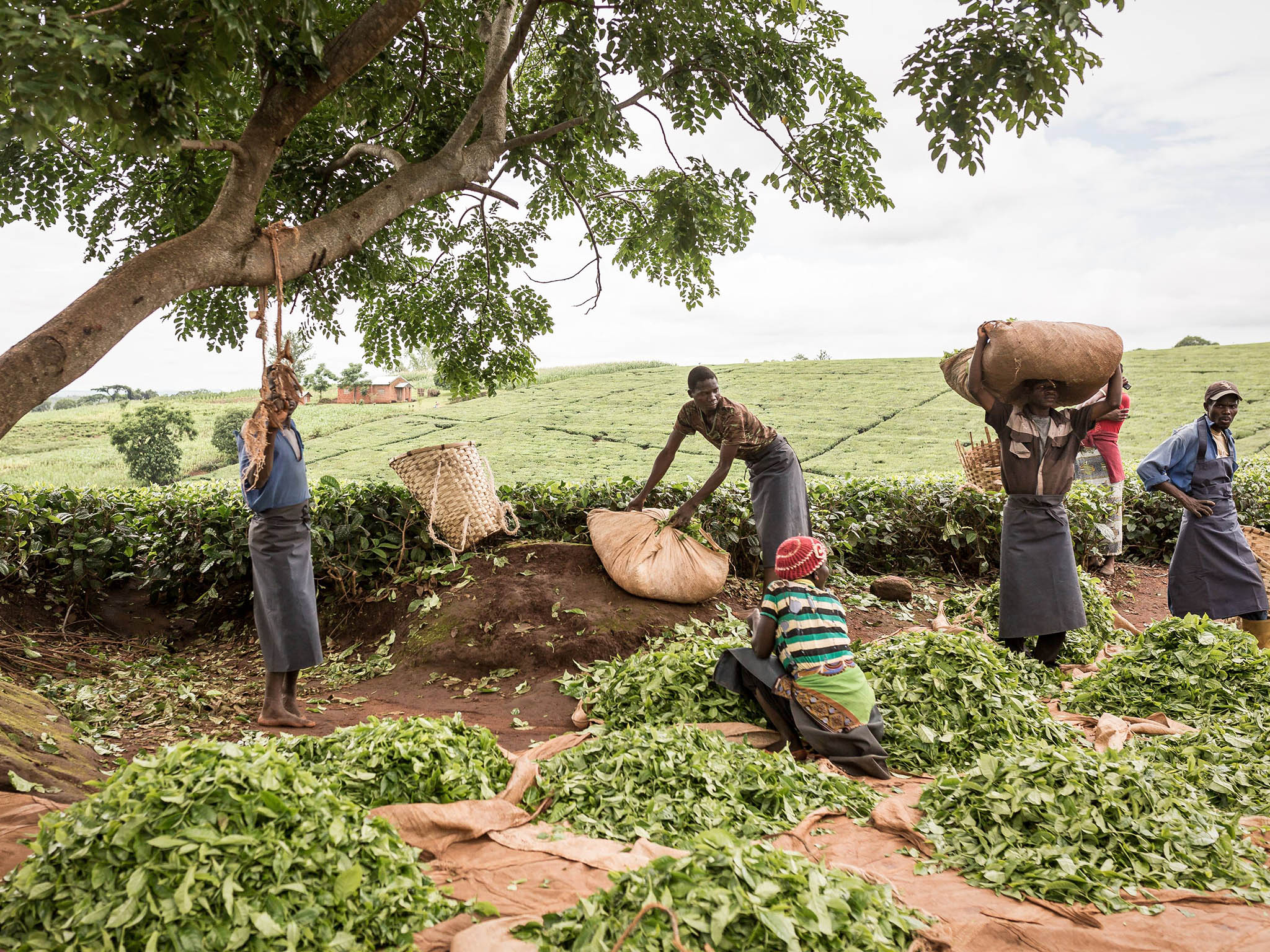 Weighing and quality control of tea leaves: Fairtrade farmers are trained to select superior green leaf, ideally two leaves and a bud. These need to be delivered to the tea factory within hours of plucking.