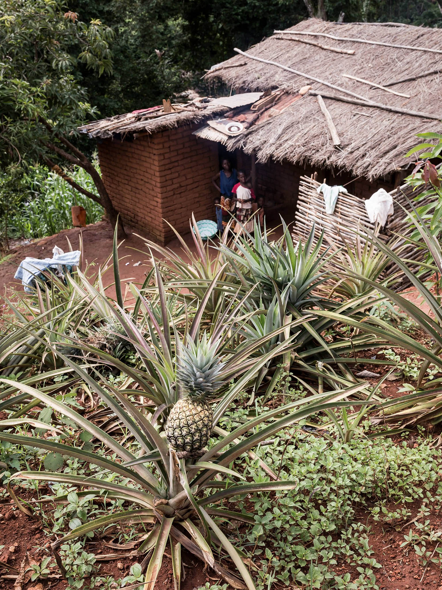 The farmers also grow maize, cassava, pineapples, bananas and sugar cane to eat or sell to the local markets. Pineapples are regularly stolen