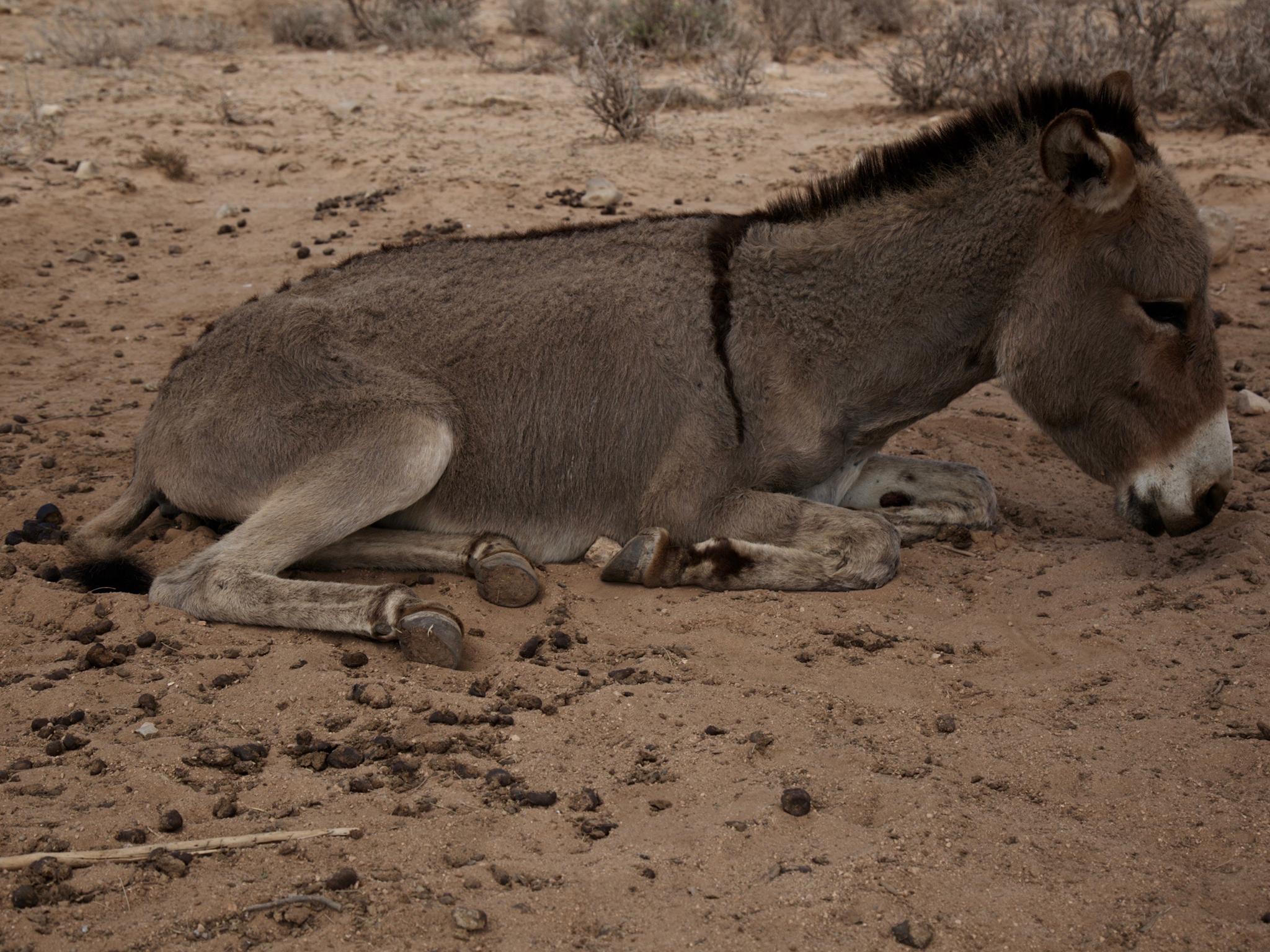 The last remaining donkey lies, close to starvation underneath a tree