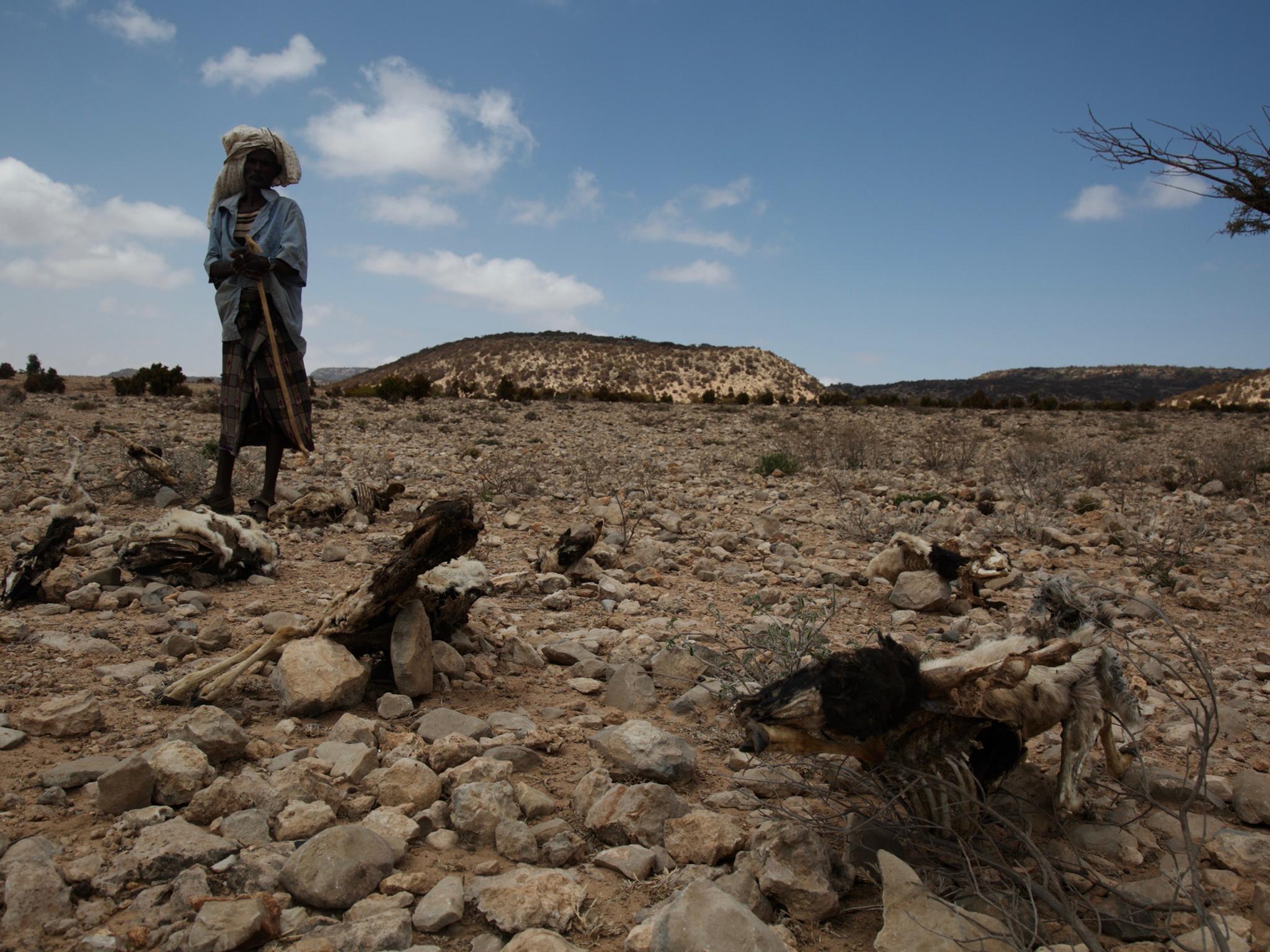 Dacar stands among the remains of his livestock