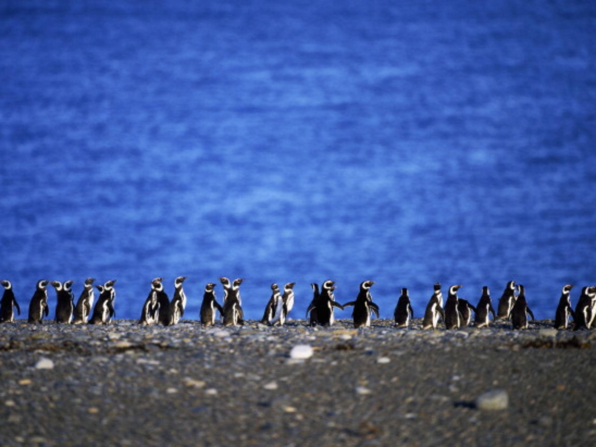 The penguin can be spotted by the spot of pink flesh on its face