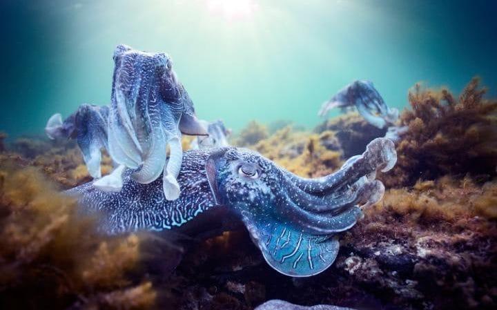 Giant cuttlefish in Australia captured for Blue Planet II (BBC/Hugh Miller)