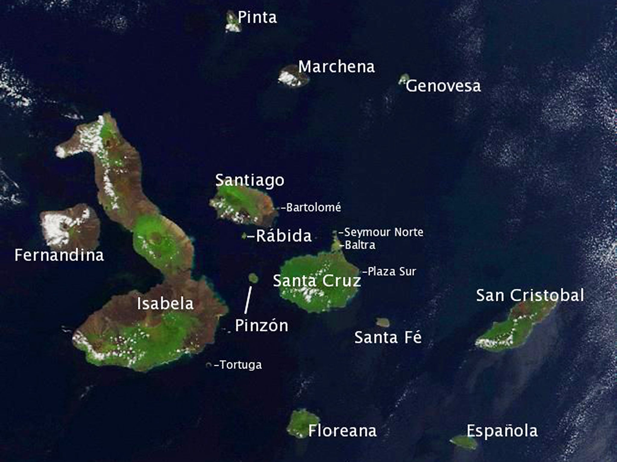 Española tortoises are still endangered, so it helps that a reserve population of them is being created on nearby Santa Fe island