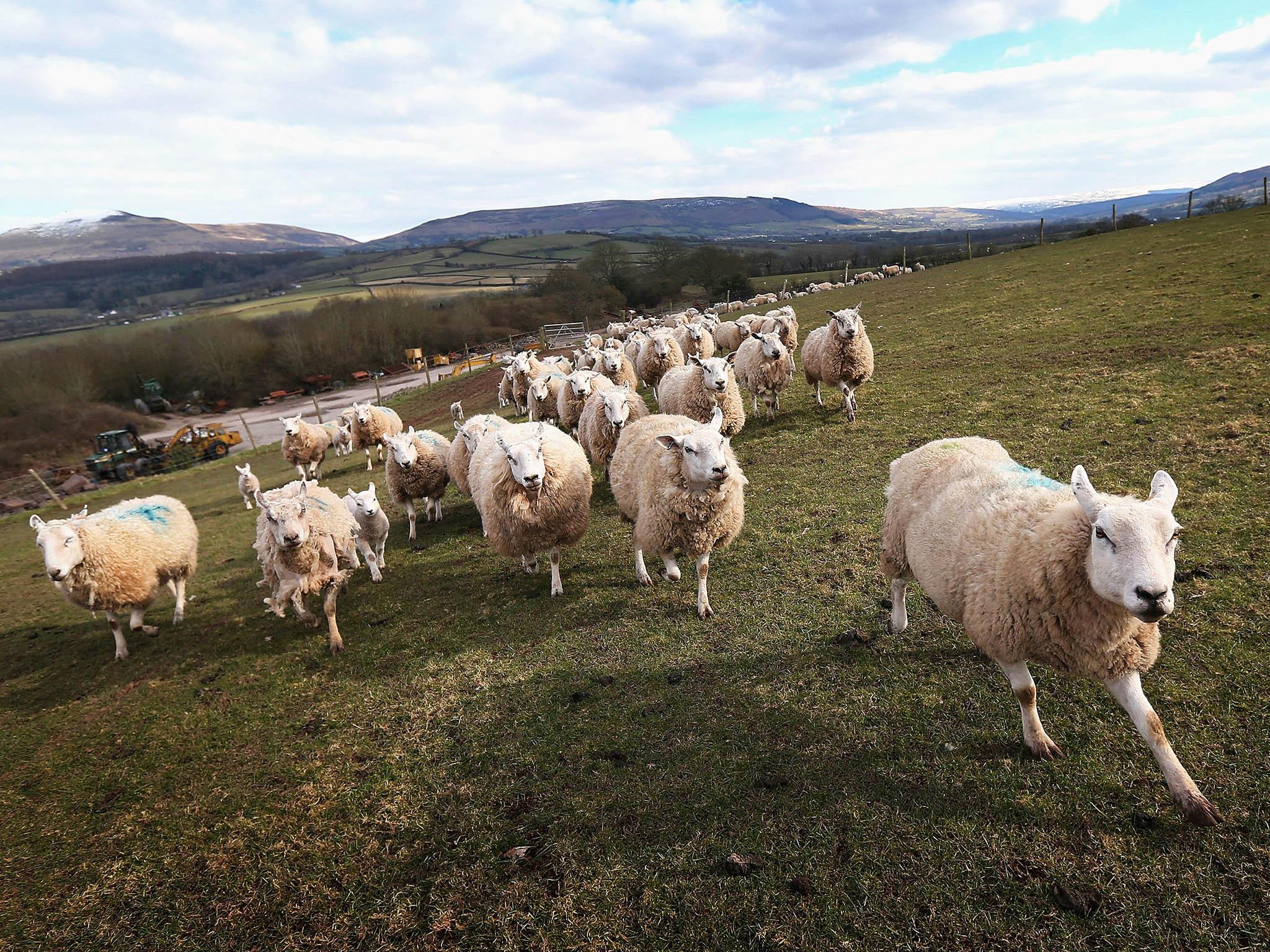 It’s time to put Welsh produce in the spotlight