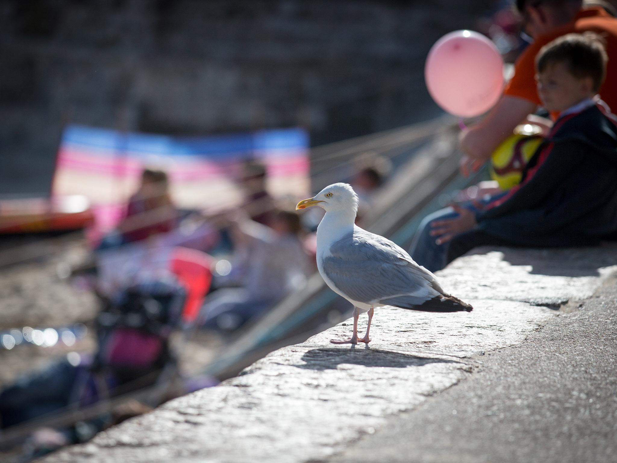 Is this seagull planning its next attack?