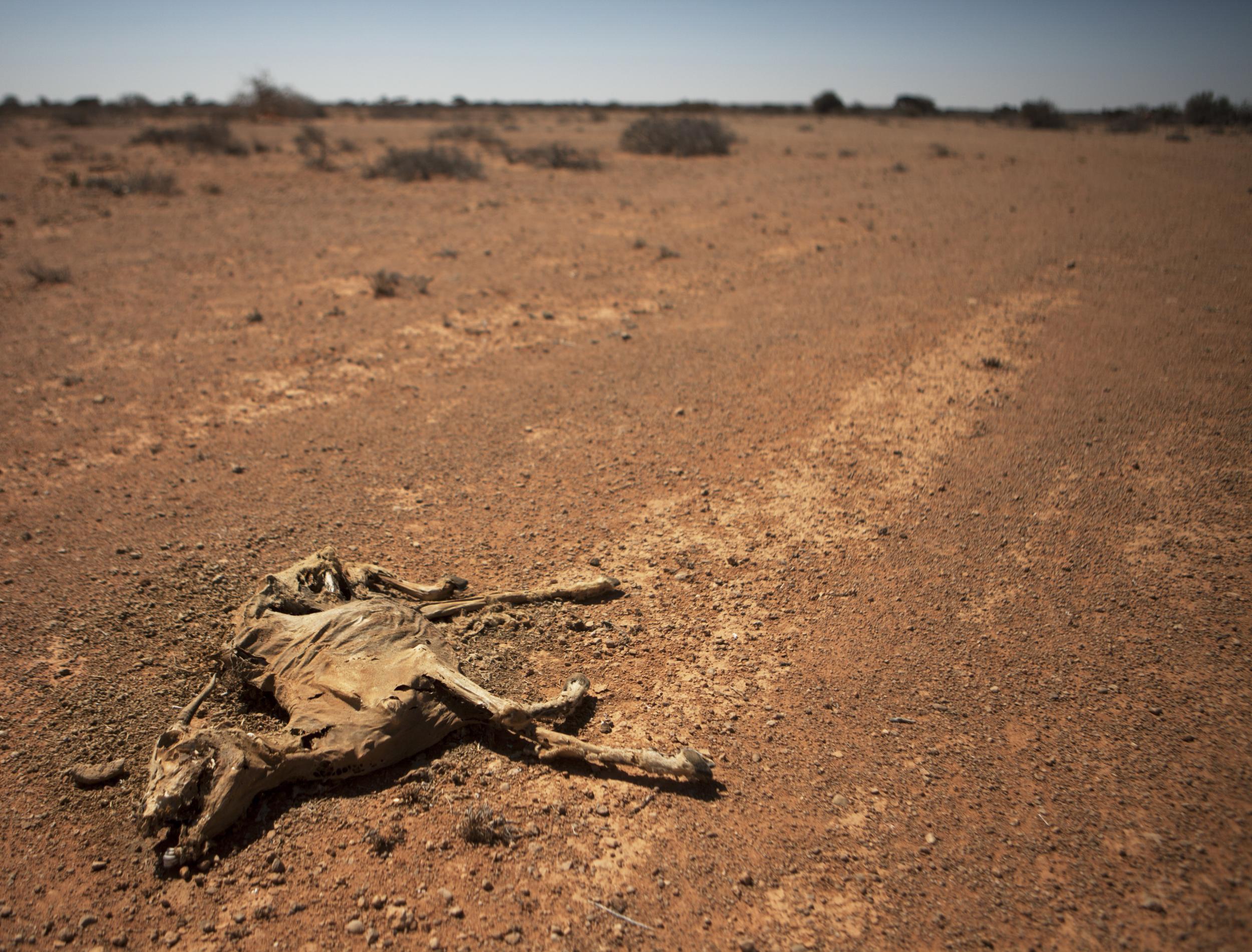 110 people died from hunger within 48 hours in the southwestern Bay region alone, according to Somalia government