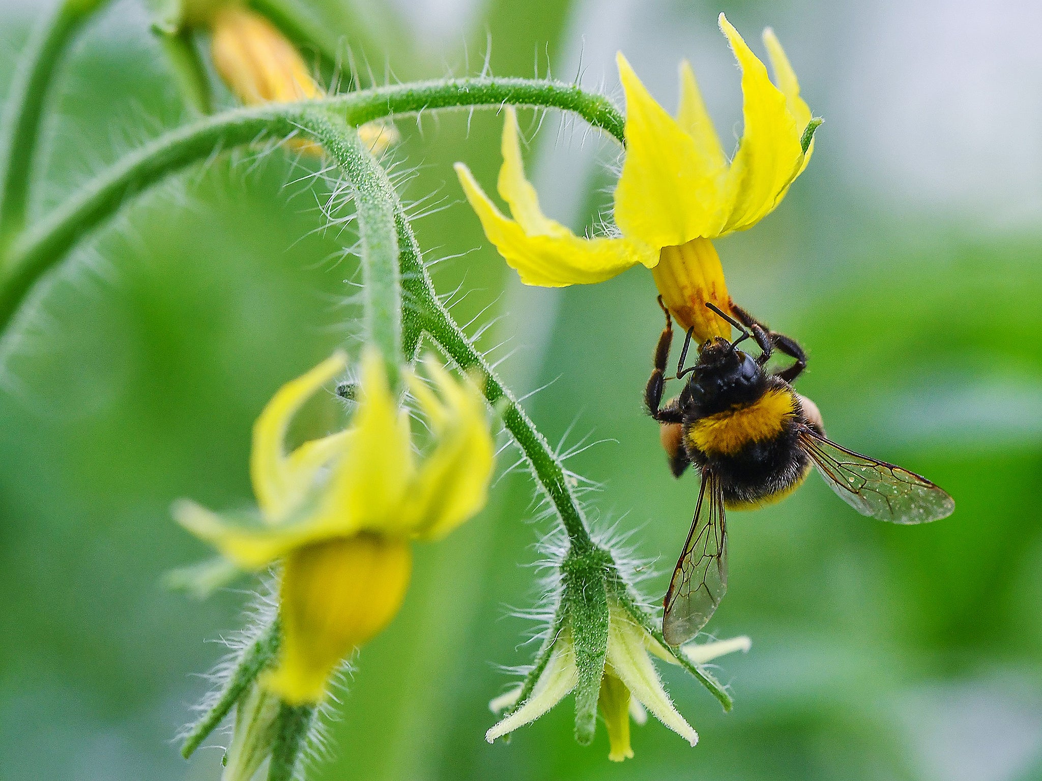 One theory suggests the specie can enter a state of suspended growth through reduce oxygen intake. File photo.